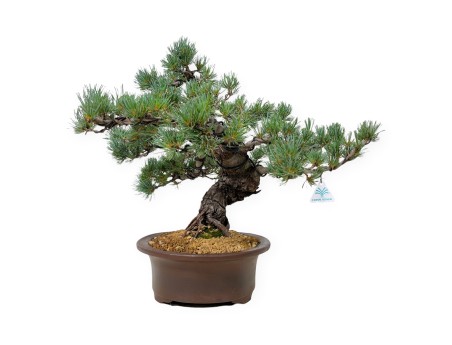 Pinus Pentaphylla - Pino a cinque aghi - 44 cm