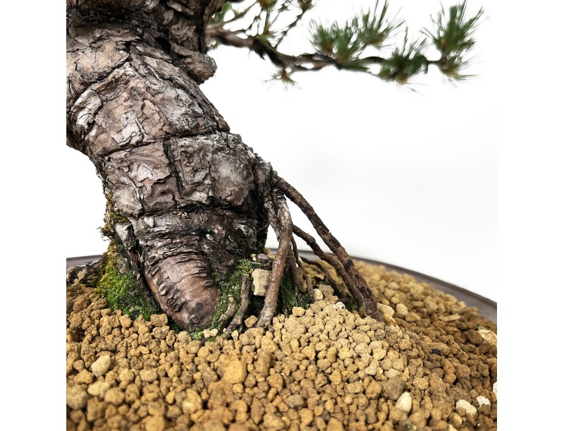 Pinus Pentaphylla - Pine five needles - 44 cm