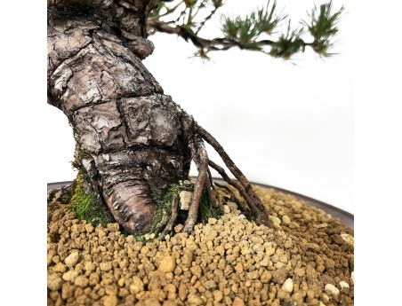 Pinus Pentaphylla - Pin à cinq aiguilles - 44 cm