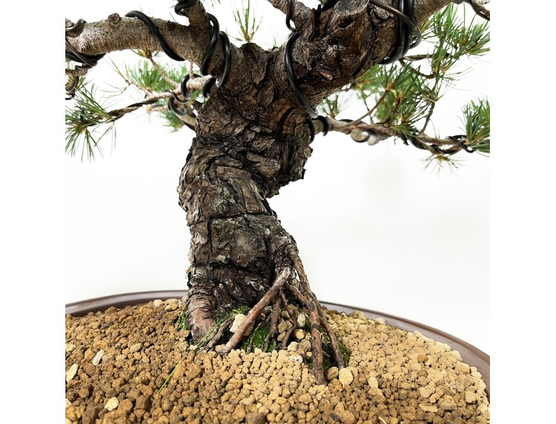 Pinus Pentaphylla - Kiefer - 44 cm