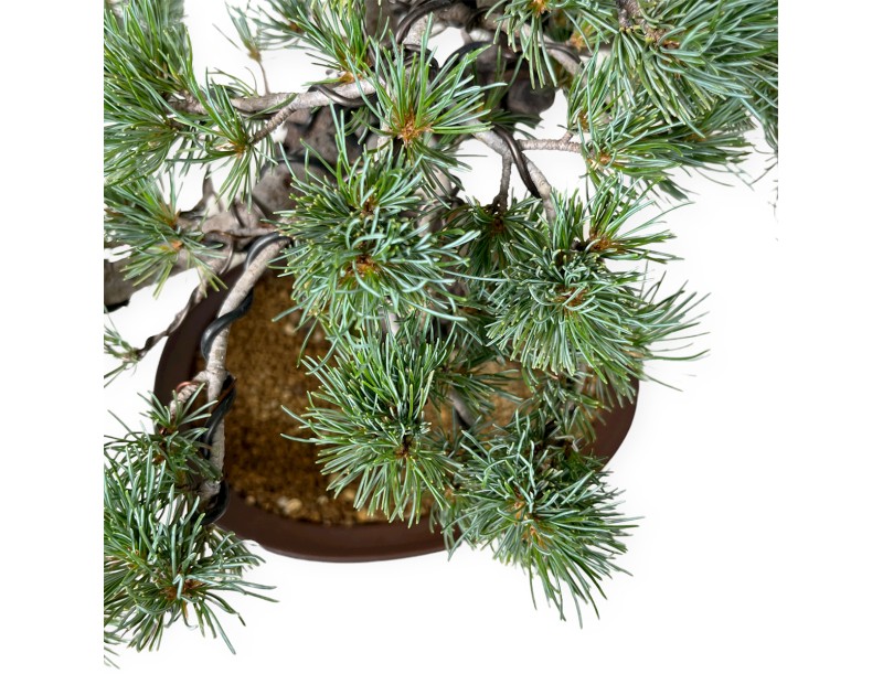 Pinus Pentaphylla - Kiefer - 44 cm
