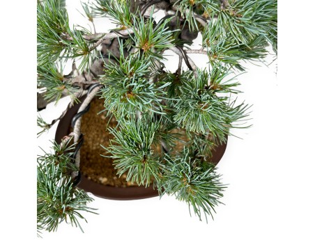 Pinus Pentaphylla - Pino - 44 cm