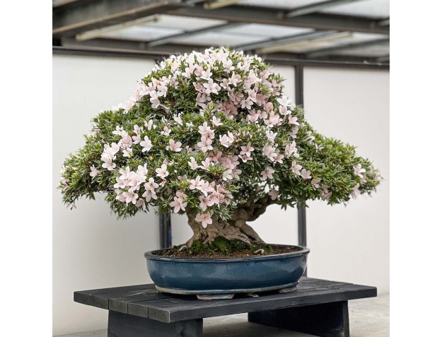 Rhododendron Indicum Kozan - Azalea - 84 cm