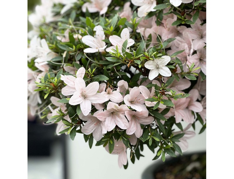 Rhododendron Indicum Kozan - Azalea - 84 cm