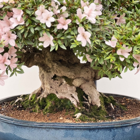 Rhododendron Indicum Kozan - Azalea - 84 cm