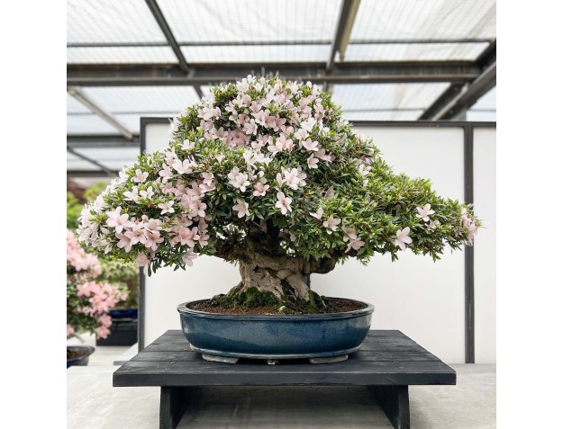 Rhododendron Indicum Kozan - Azalea - 84 cm 2