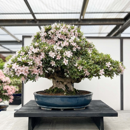 Rhododendron Indicum Kozan - Azalea - 84 cm