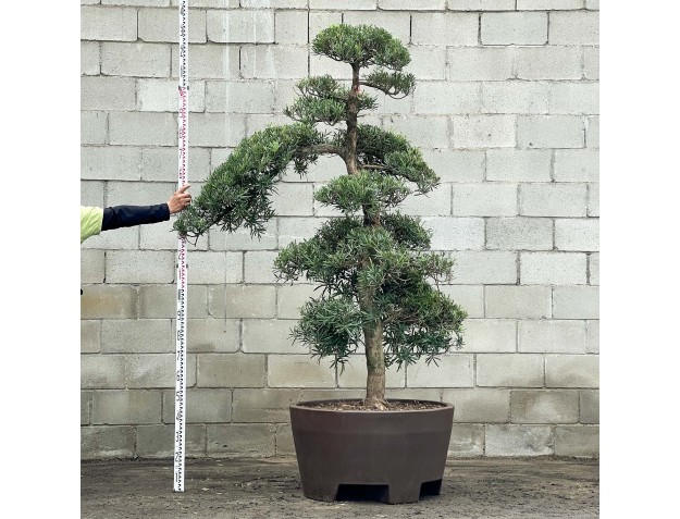Podocarpus macrophylla - 230 cm