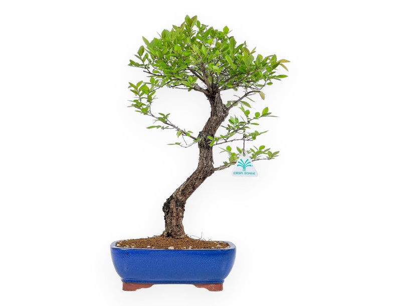 Ulmus Parviflora - Iep - 46 cm