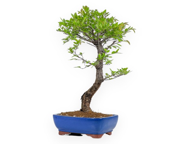 Ulmus Parviflora - Iep - 46 cm 2