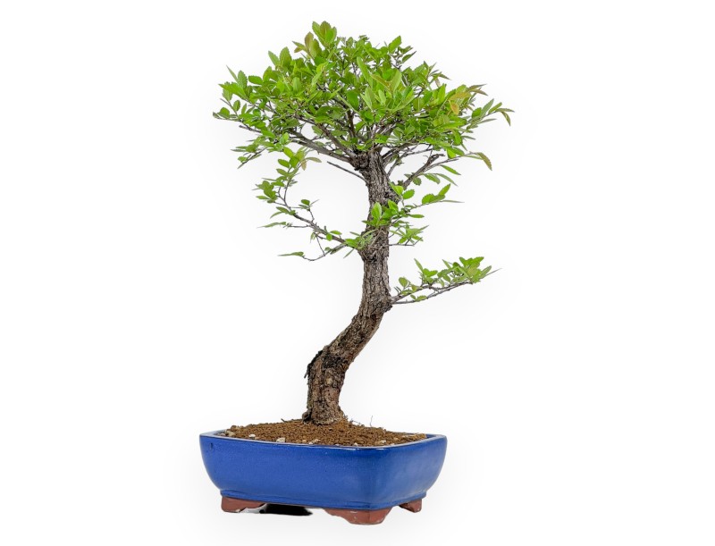 Ulmus Parviflora - Olme - 46 cm