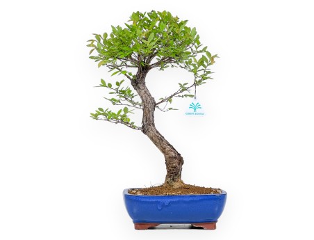 Ulmus Parviflora - Olmo - 46 cm