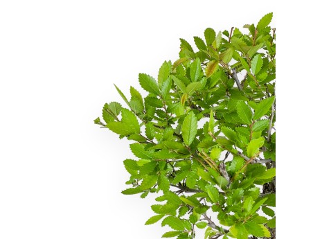 Ulmus Parviflora - Olmo - 46 cm