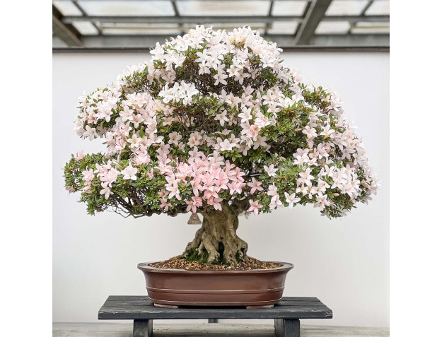 Rhododendron Indicum Hikari-no-Tsukasa - Azalée - 87 cm