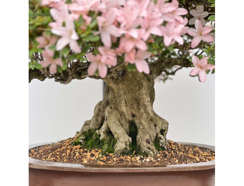 Rhododendron Indicum Hikari-no-Tsukasa - Azalée - 87 cm