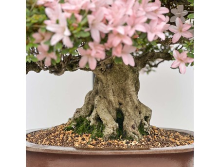 Rhododendron Indicum Hikari-no-Tsukasa - Azalea - 87 cm