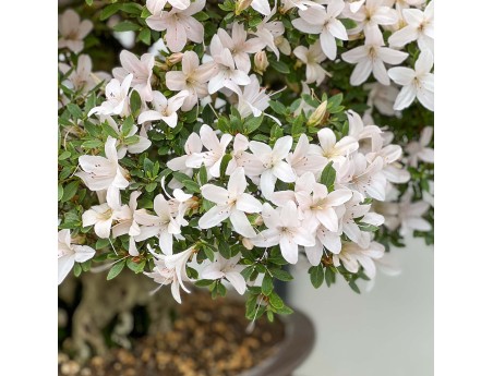 Rhododendron Indicum Hikari-no-Tsukasa - Azalée - 87 cm