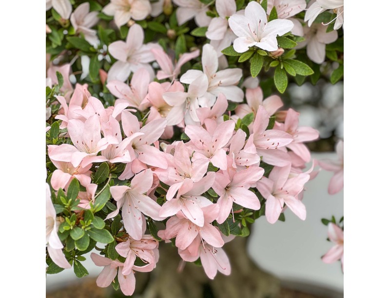 Rhododendron Indicum Hikari-no-Tsukasa - Azalée - 87 cm