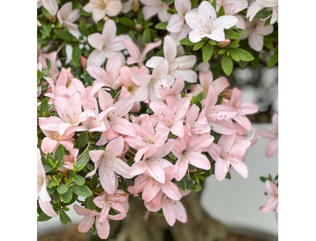 Rhododendron Indicum Hikari-no-Tsukasa - Azalea - 87 cm