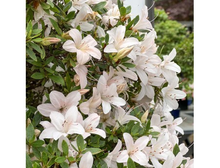 Rhododendron Indicum Hikari-no-Tsukasa - Azalée - 87 cm