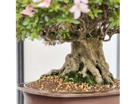 Rhododendron Indicum Hikari-no-Tsukasa - Azalée - 87 cm