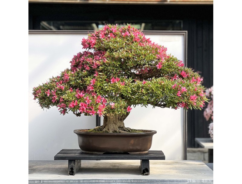 Rhododendron Indicum Korin - Azalée - 87 cm