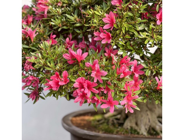 Rhododendron Indicum Korin - Azalea - 87 cm 2