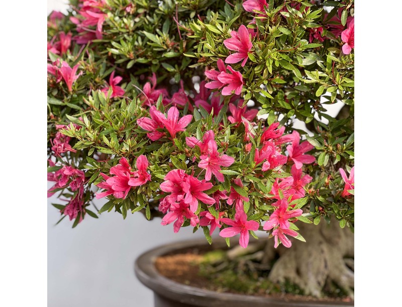 Rhododendron Indicum Korin - Azalea - 87 cm