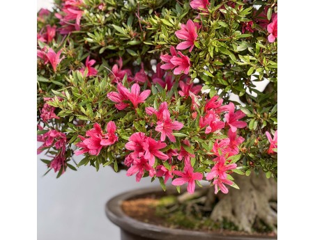 Rhododendron Indicum Korin - Azalea - 87 cm