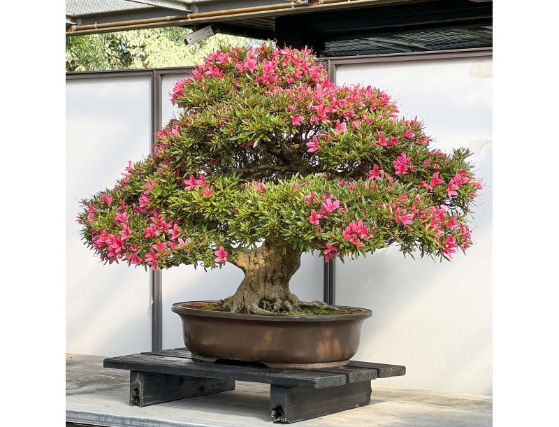 Rhododendron Indicum Korin - Azalea - 87 cm