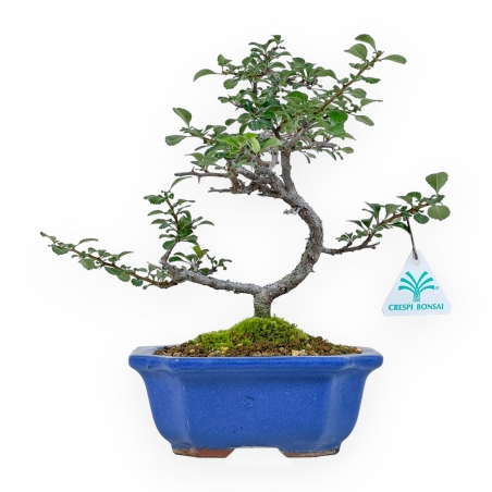 Chaenomeles Chojubai - Coing Asiatique - 24 cm