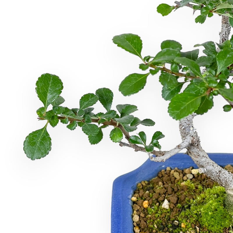 Chaenomeles Chojubai - 24 cm