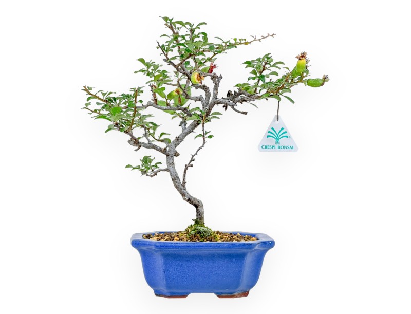 Chaenomeles Chojubai - Cotogno - 24 cm