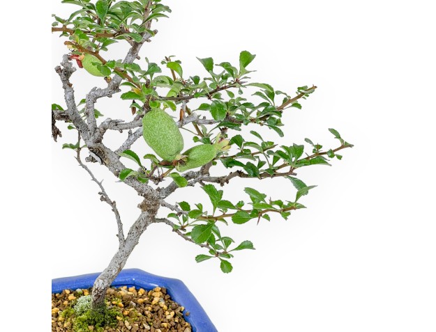 Chaenomeles Chojubai - 24 cm 2