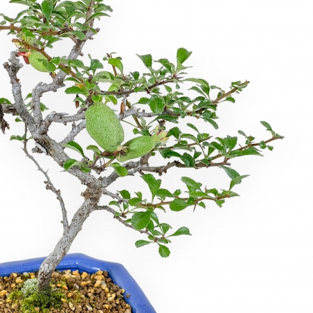 Chaenomeles Chojubai - Cotogno - 24 cm