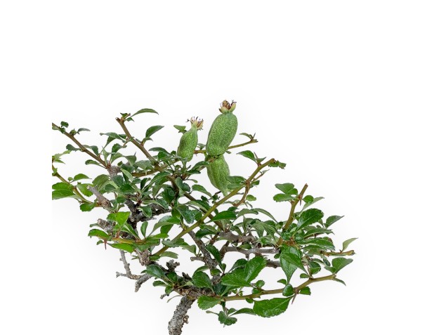 Chaenomeles Chojubai - 24 cm 2