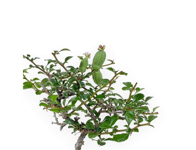 Chaenomeles Chojubai - Asian Quince - 24 cm