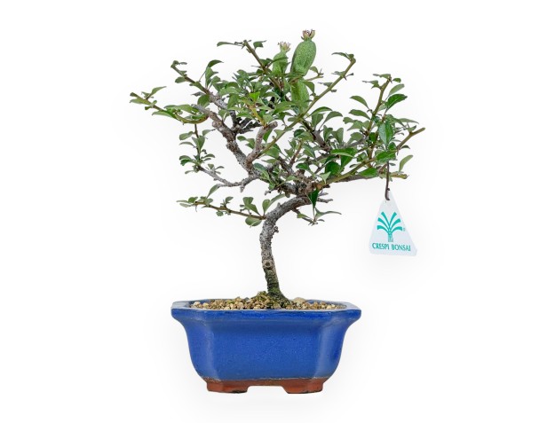 Chaenomeles Chojubai - 24 cm