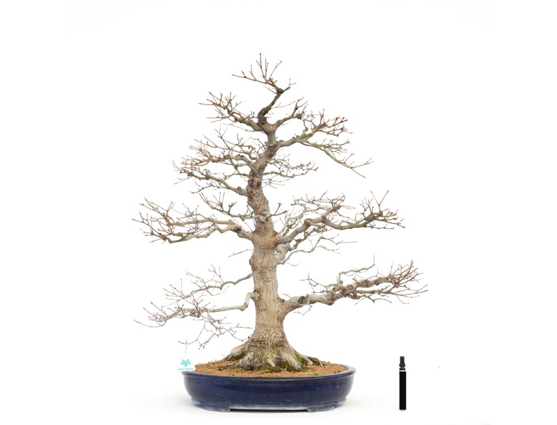 Acer Palmatum Benichidori - Érable - 100 cm