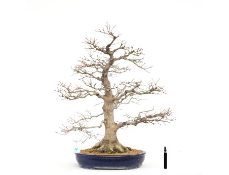 Acer Palmatum Benichidori - Maple - 100 cm