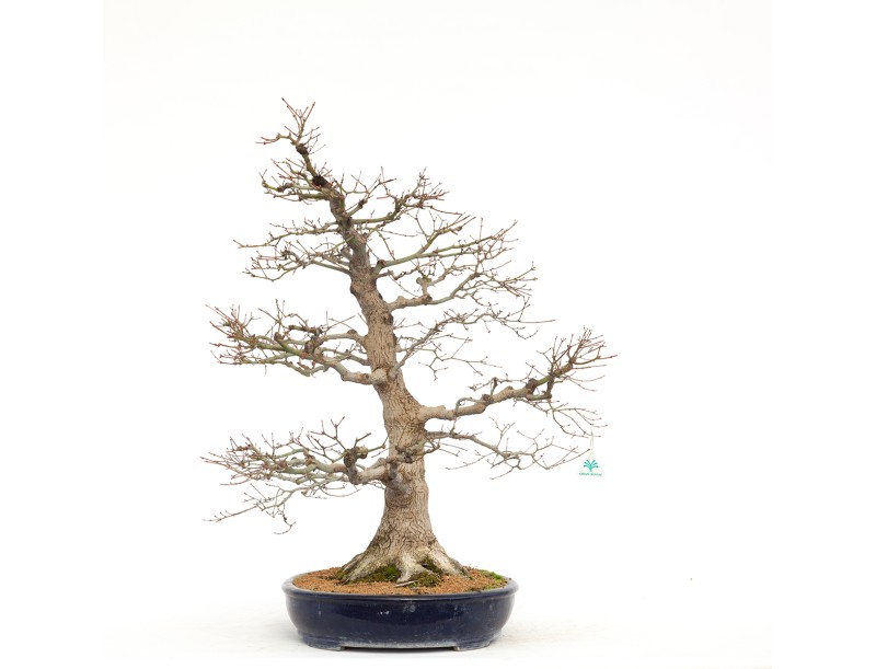 Acer Palmatum Benichidori - Érable - 100 cm