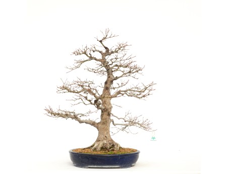 Acer Palmatum Benichidori - Maple - 100 cm