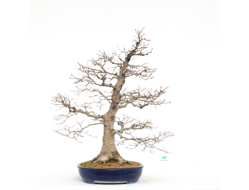 Acer Palmatum Benichidori - Érable - 100 cm