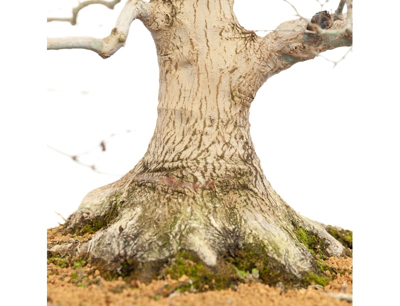 Acer Palmatum Benichidori - Érable - 100 cm