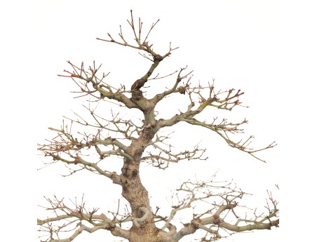 Acer Palmatum Benichidori - Érable - 100 cm