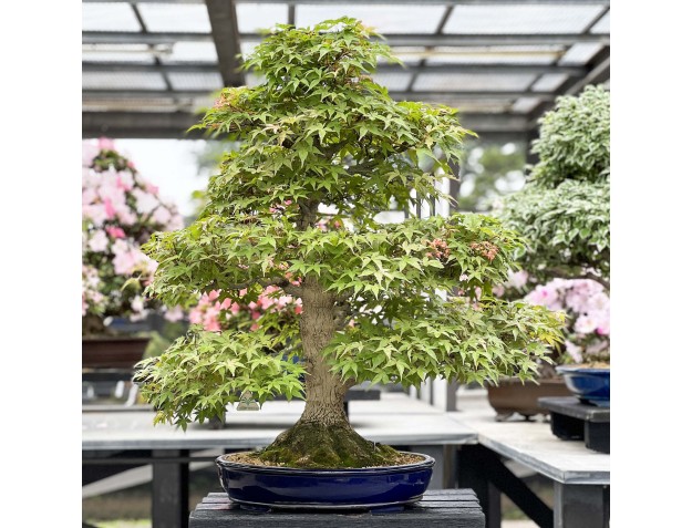 Acer Palmatum Benichidori - Érable - 100 cm