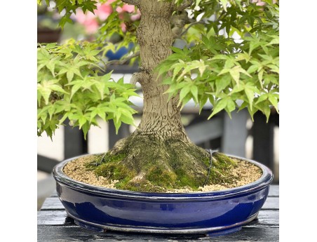 Acer Palmatum Benichidori - Maple - 100 cm