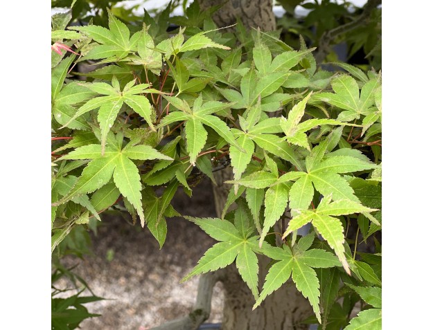 Acer Palmatum Benichidori - Érable - 100 cm 2