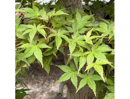Acer Palmatum Benichidori - Acero - 100 cm