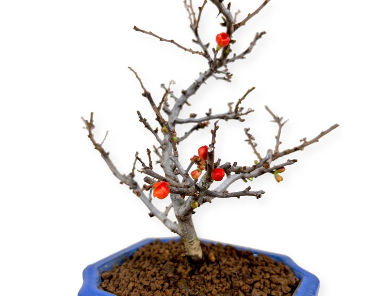 Chaenomeles Chojubai - 24 cm